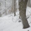 Pri Cesnej sme vyplašili aj vysokú zver